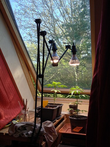 Zwei junge Cannabispflanzen stehen auf einer Fensterbank unter einer speziellen Pflanzenlampe.
