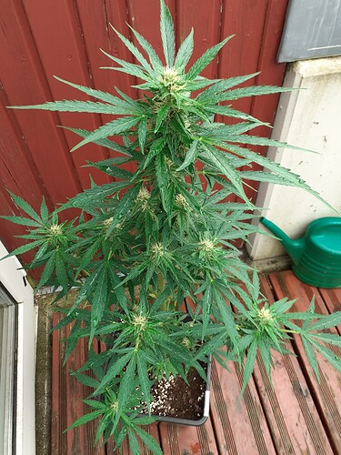 Growreport Bild 85