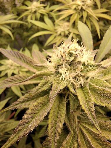 Growreport Bild 8