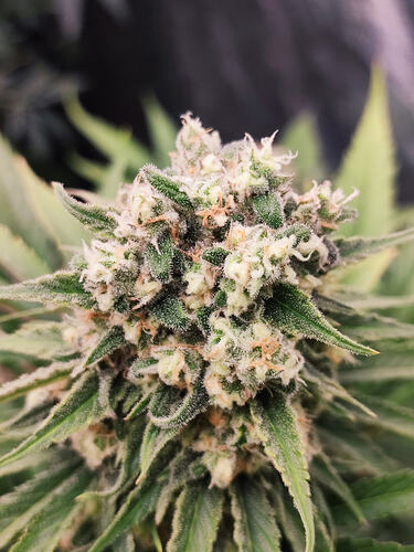 Growreport Bild 124