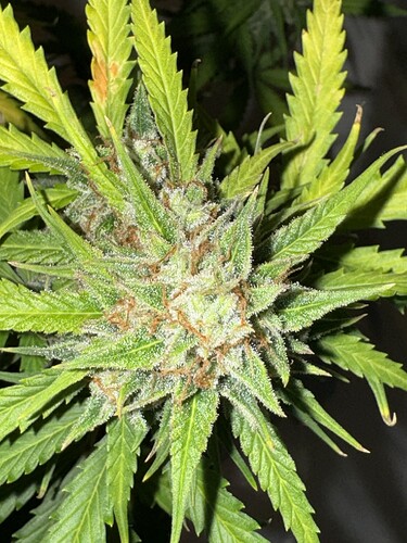 Growreport Bild 41