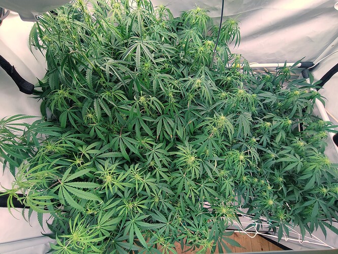 Growreport Bild 18