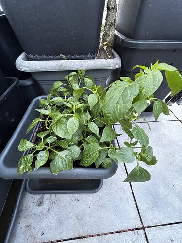 Growreport Bild 20
