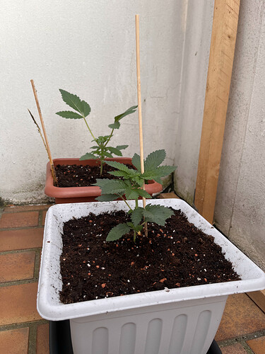 Growreport Bild 44