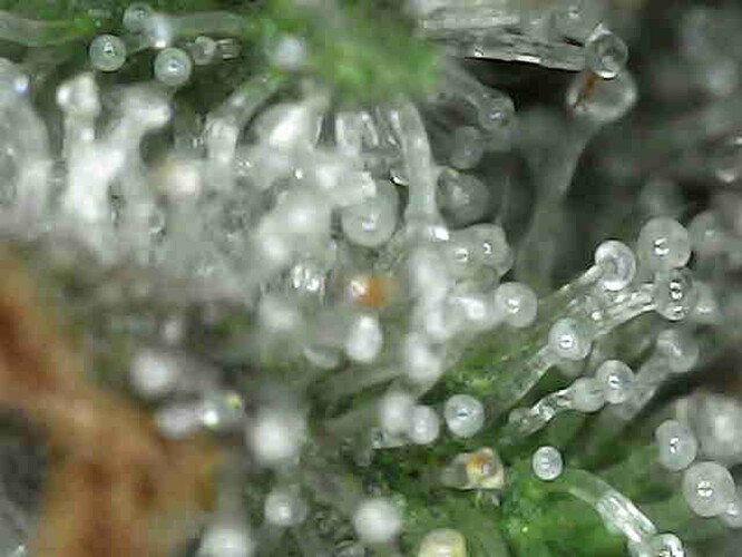 Growreport Bild 35