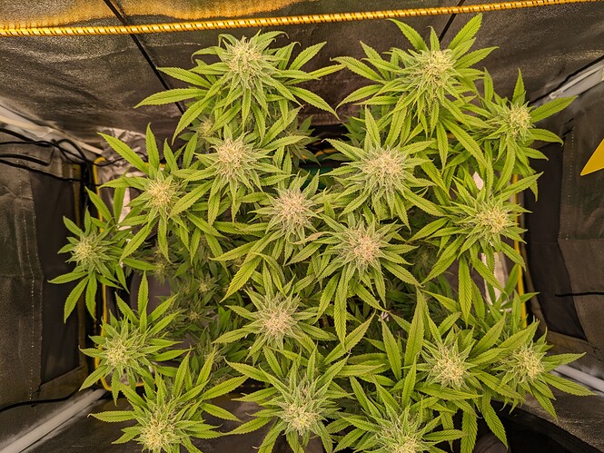 PXL_20240130_213629068