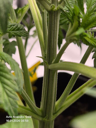 Nahaufnahme des Stammes einer jungen Cannabispflanze mit sichtbaren Blattachseln.