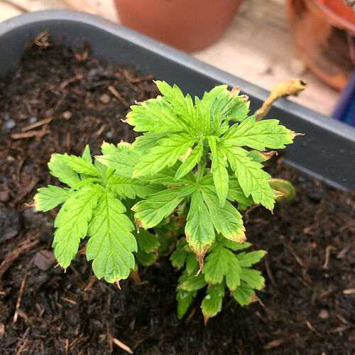 Grow26070204