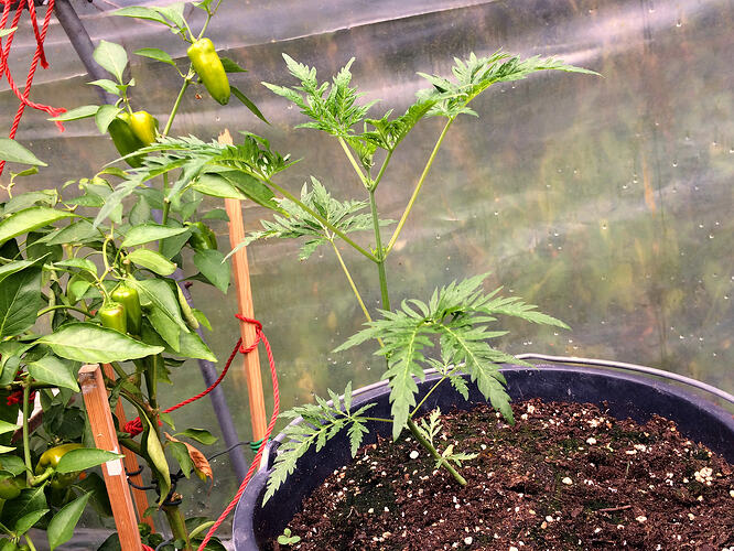Grow26_0817_15