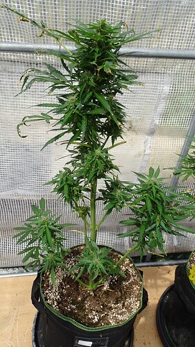 Growreport Bild 2
