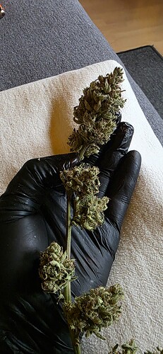 Growreport Bild 37