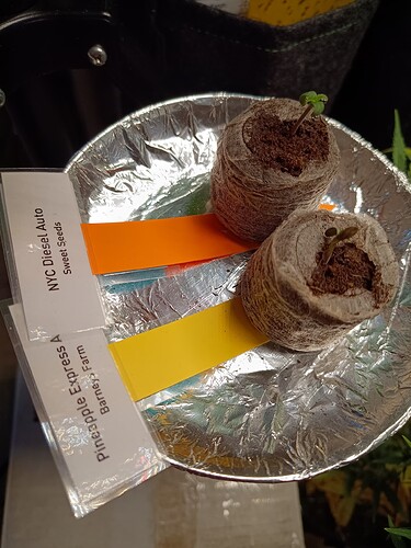 Growreport Bild 2