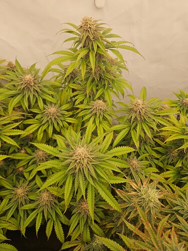 Growreport Bild 14