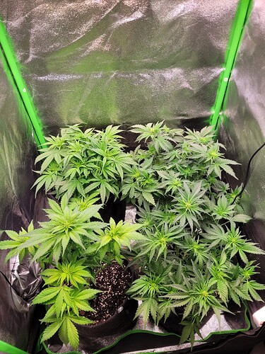 Growreport Bild 11