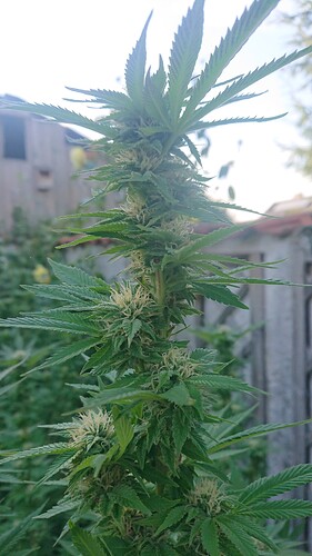 BB230.09.