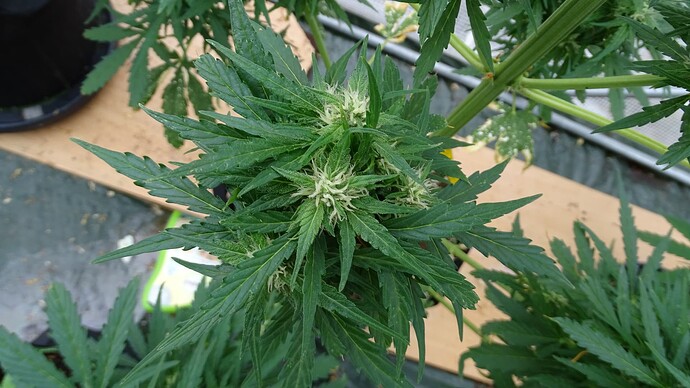 Growreport Bild 19