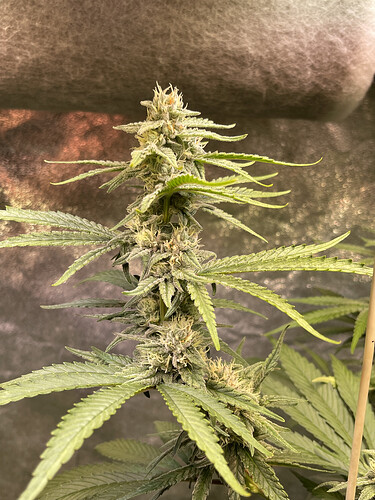 Growreport Bild 3
