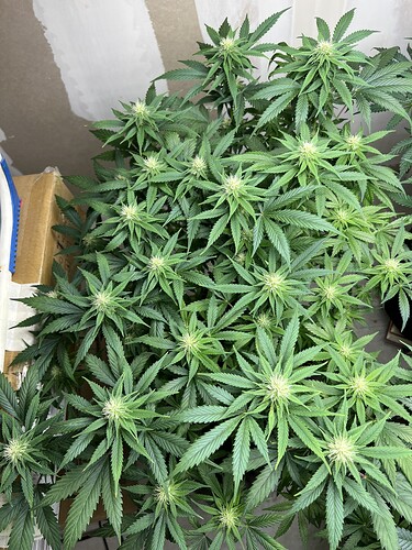 Growreport Bild 5