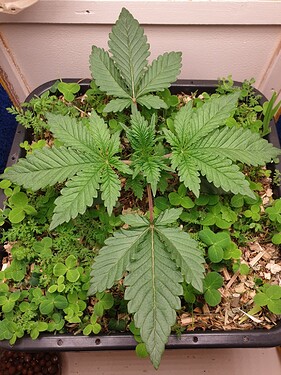 Growreport Bild 1