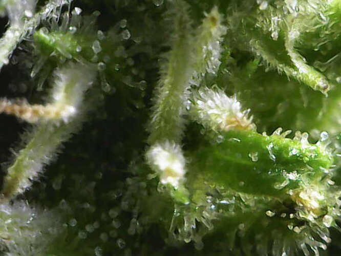 Growreport Bild 42