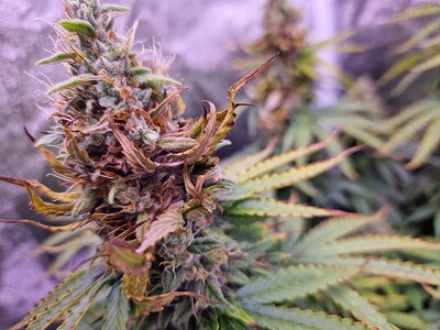 Master Kush & White Widow meets Bobby Lee