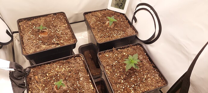 Growreport Bild 3