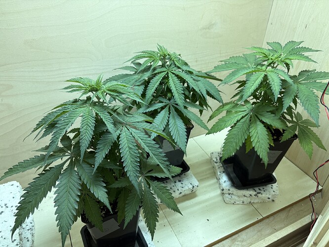 Growreport Bild 1