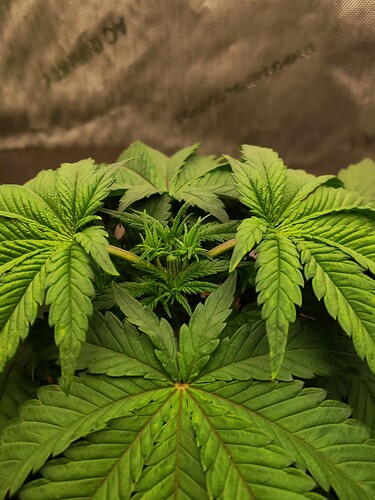 Growreport Bild 9