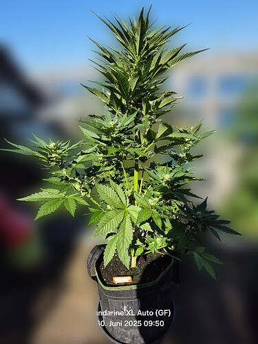 Mandarine XL Auto (Ganja Farmer)
