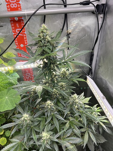 Growreport Bild 24