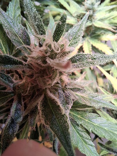 Growreport Bild 17