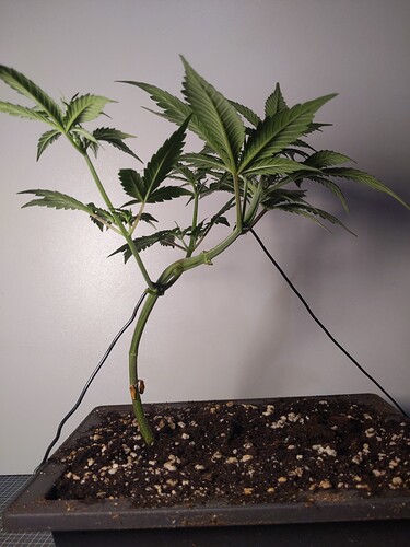 IMG_20240305_174307_585