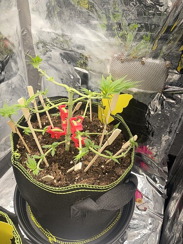 Growreport Bild 2