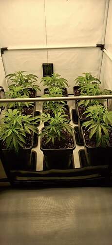 Growreport Bild 17