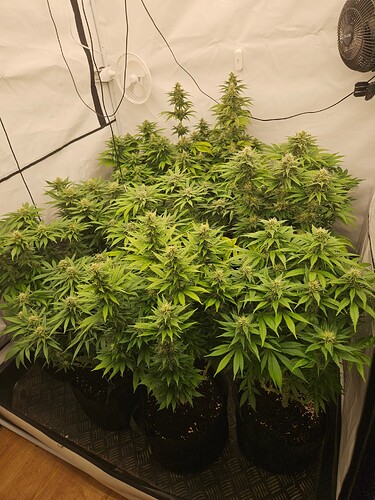 Growreport Bild 2
