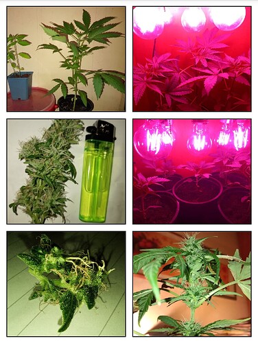 _storage_emulated_0_Pictures_comica_comica1712892695189