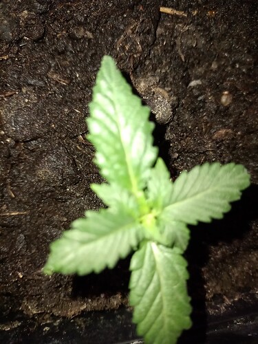 IMG_20240329_165817455