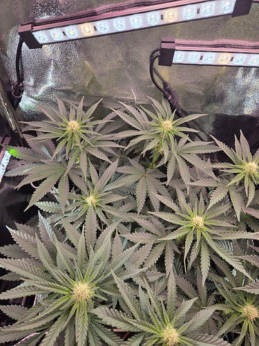 Draufsicht auf eine blühende Cannabis-Pflanze in einem Grow-Zelt unter LED-Beleuchtung.