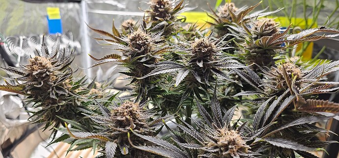 Growreport Bild 4