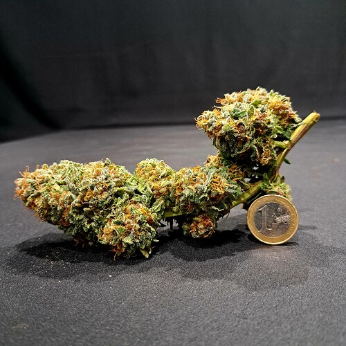 Growreport Bild 48