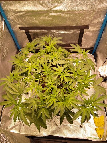 Growreport Bild 1