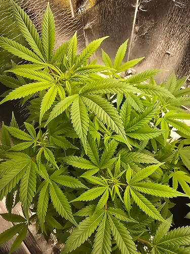 17394355002406079119959670312810