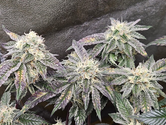 Growreport Bild 10