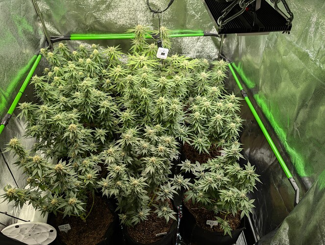 Growreport Bild 17