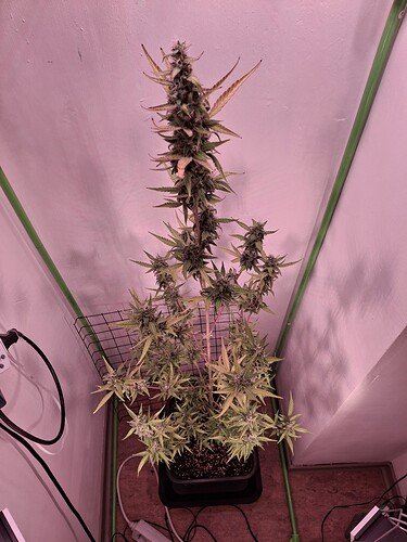 Growreport Bild 237