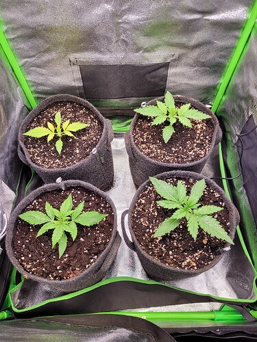Growreport Bild 7