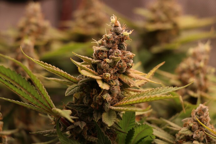 Growreport Bild 33