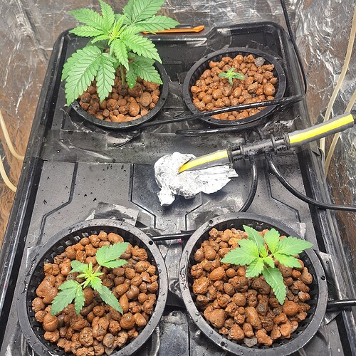 Vier junge Cannabispflanzen in Hydrokultur-Töpfen mit Blähton, die in einem Grow-Zelt wachsen.