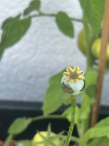 Growreport Bild 7
