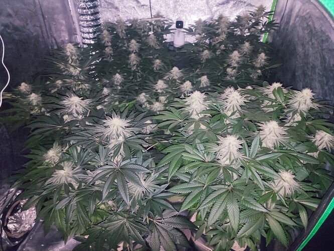 Growreport Bild 63